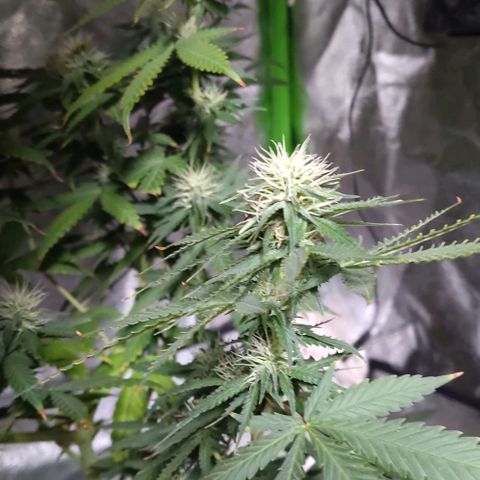 OGBkush growlog timeline photo