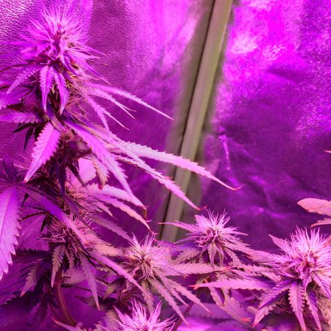 OGBkush growlog timeline photo