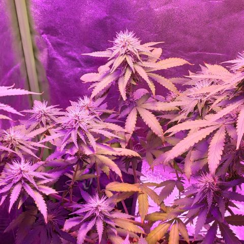 OGBkush growlog timeline photo