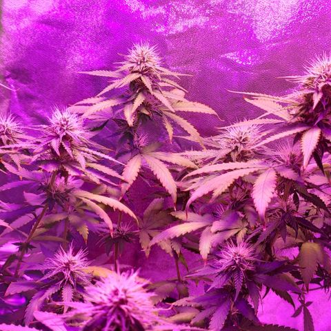 OGBkush growlog timeline photo