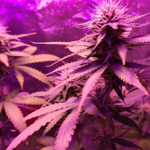 OGBkush growlog timeline photo