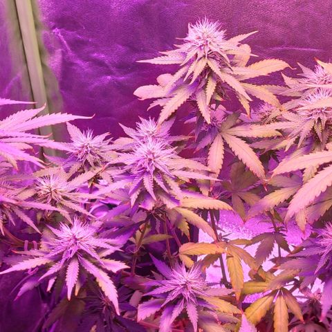 OGBkush growlog timeline photo