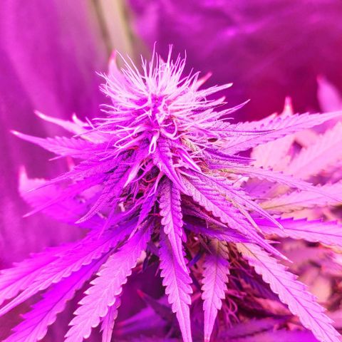OGBkush growlog timeline photo