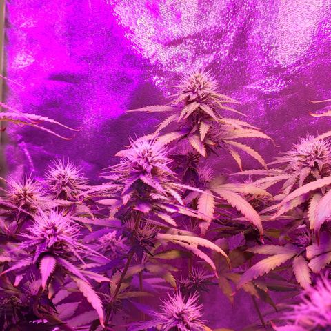 OGBkush growlog timeline photo