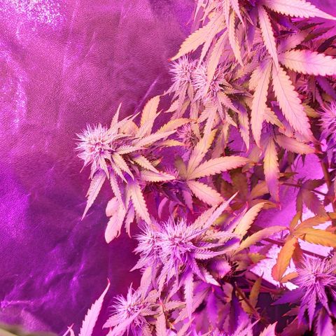 OGBkush growlog timeline photo