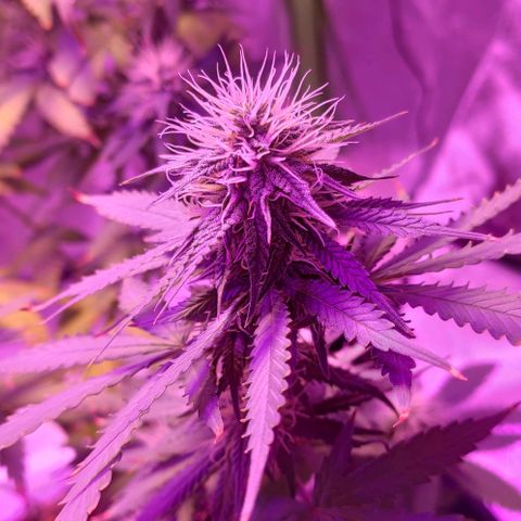 OGBkush growlog timeline photo