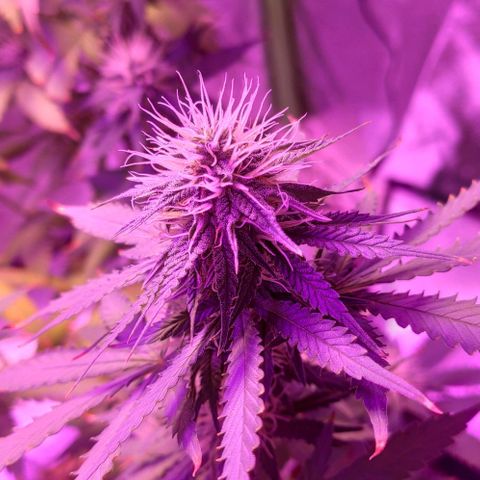 OGBkush growlog timeline photo