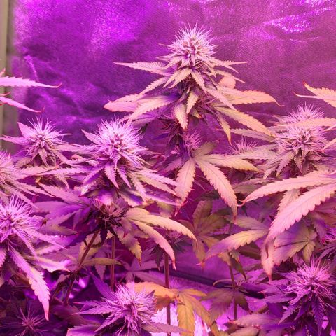 OGBkush growlog timeline photo