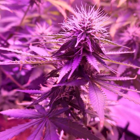 OGBkush growlog timeline photo