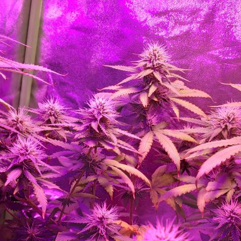 OGBkush growlog timeline photo