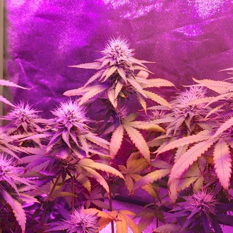 OGBkush growlog timeline photo