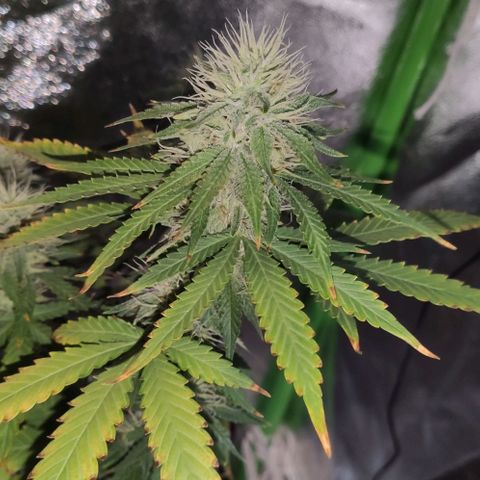 OGBkush growlog timeline photo
