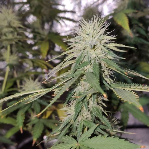 OGBkush growlog timeline photo