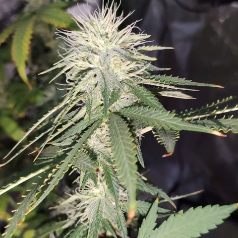 OGBkush growlog timeline photo