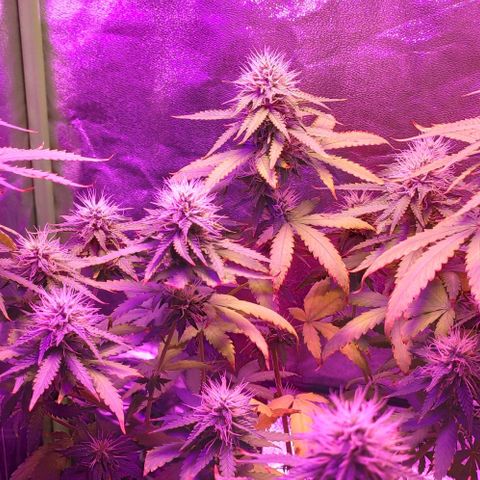 OGBkush growlog timeline photo