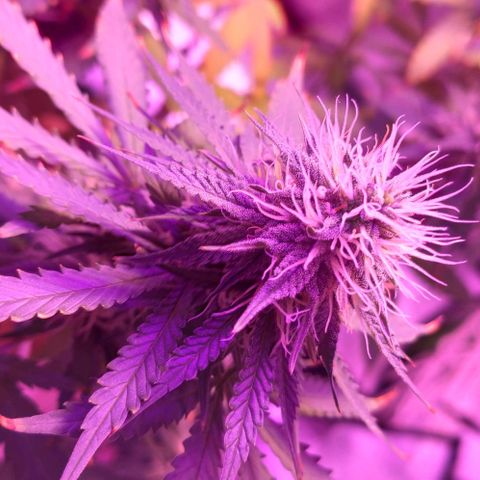 OGBkush growlog timeline photo