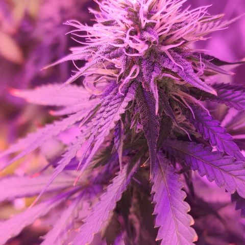 OGBkush growlog timeline photo