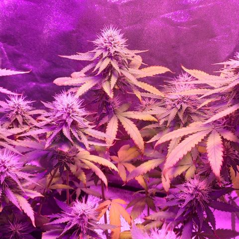 OGBkush growlog timeline photo