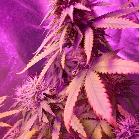 OGBkush growlog timeline photo