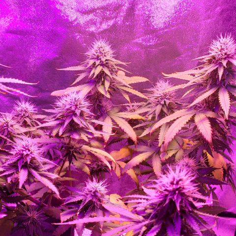 OGBkush growlog timeline photo