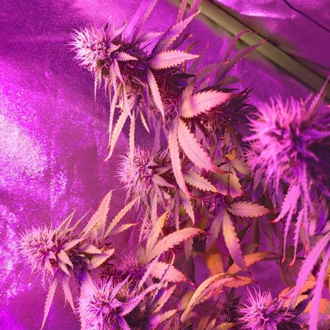 OGBkush growlog timeline photo