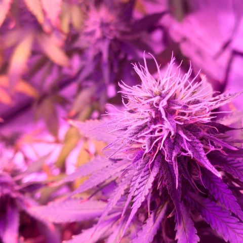 OGBkush growlog timeline photo