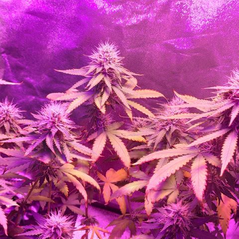 OGBkush growlog timeline photo