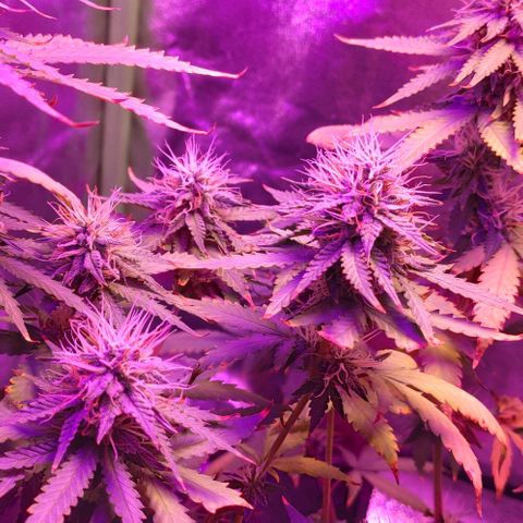 OGBkush growlog timeline photo