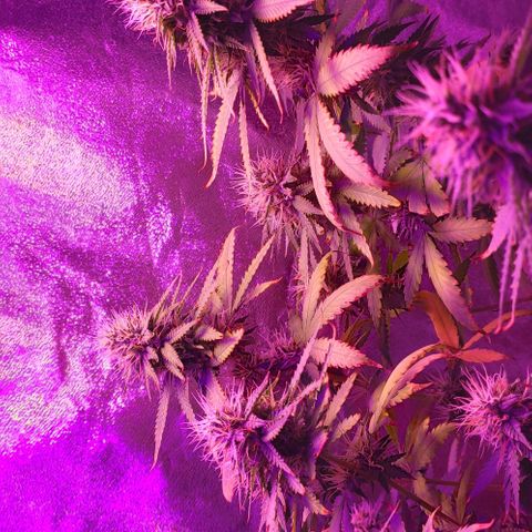 OGBkush growlog timeline photo