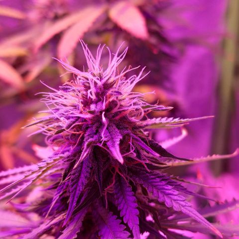 OGBkush growlog timeline photo