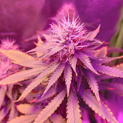 OGBkush growlog timeline photo
