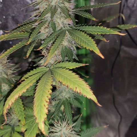 OGBkush growlog timeline photo