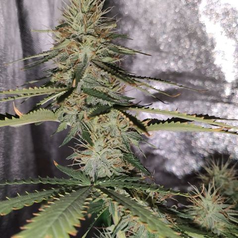 OGBkush growlog timeline photo