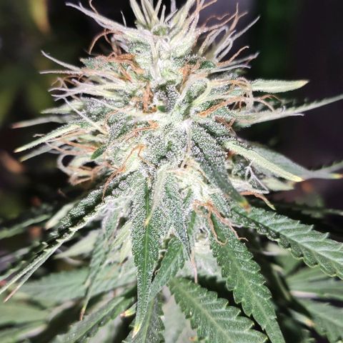 OGBkush growlog timeline photo