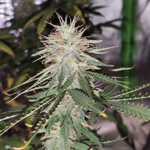 OGBkush growlog timeline photo