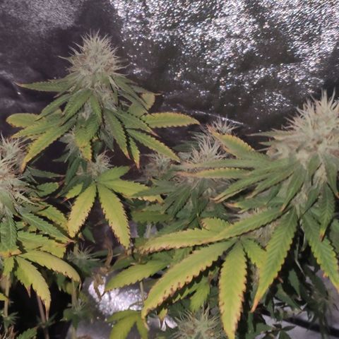 OGBkush growlog timeline photo
