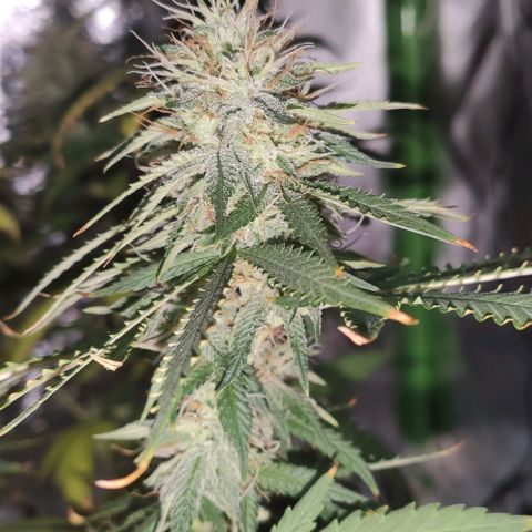 OGBkush growlog timeline photo