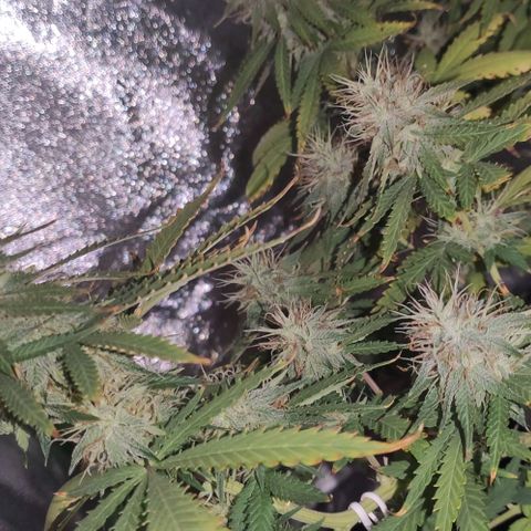 OGBkush growlog timeline photo