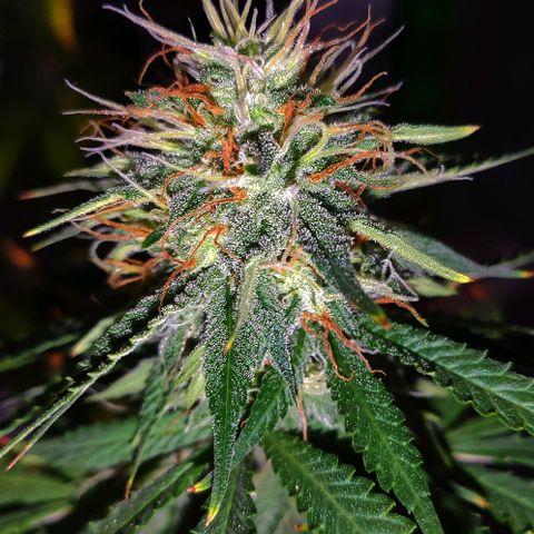 OGBkush growlog timeline photo