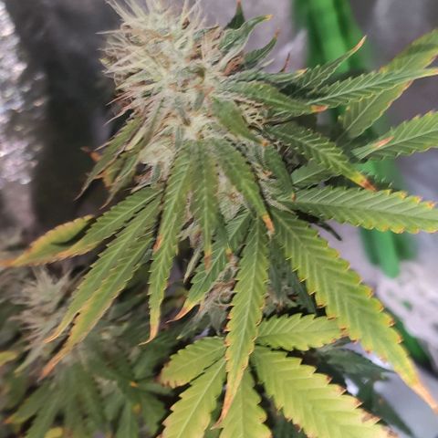 OGBkush growlog timeline photo