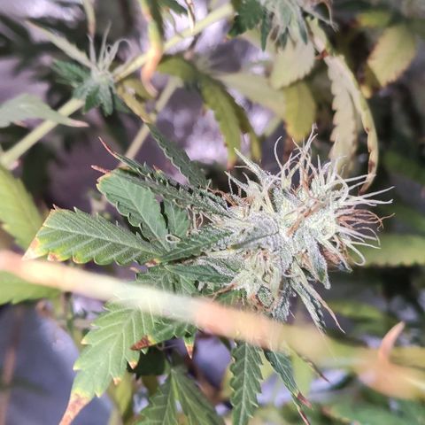 OGBkush growlog timeline photo
