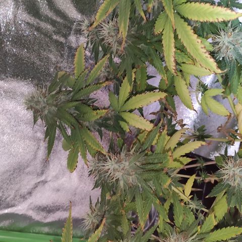 OGBkush growlog timeline photo