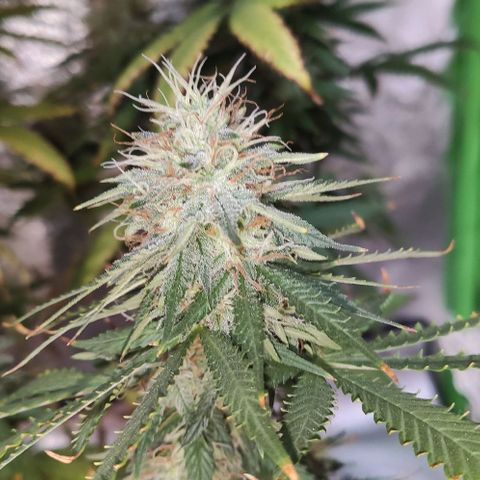 OGBkush growlog timeline photo