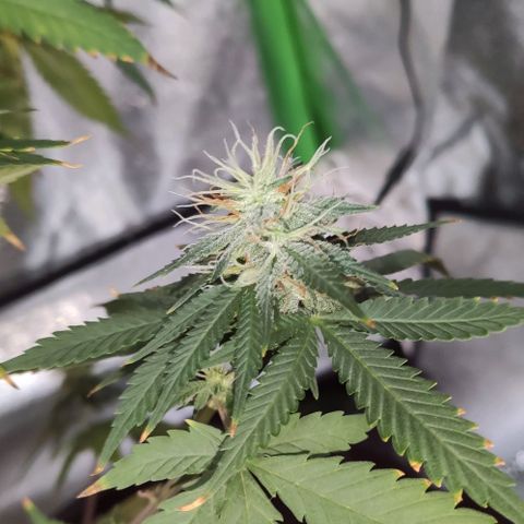 OGBkush growlog timeline photo