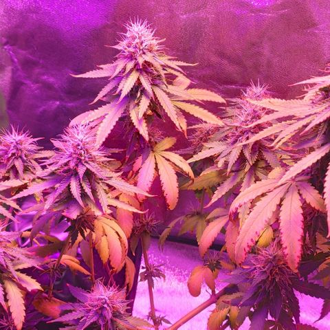 OGBkush growlog timeline photo