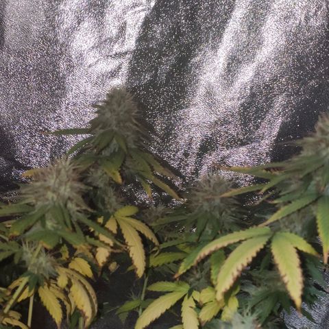 OGBkush growlog timeline photo