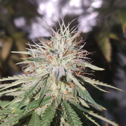 OGBkush growlog timeline photo