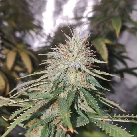 OGBkush growlog timeline photo