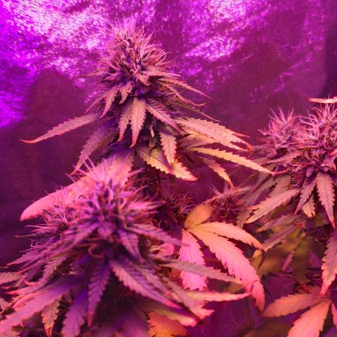 OGBkush growlog timeline photo