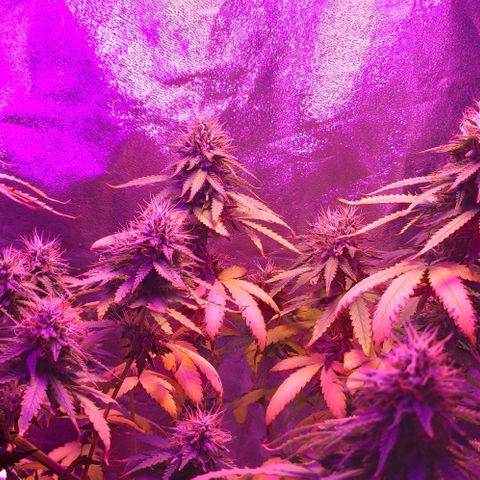 OGBkush growlog timeline photo